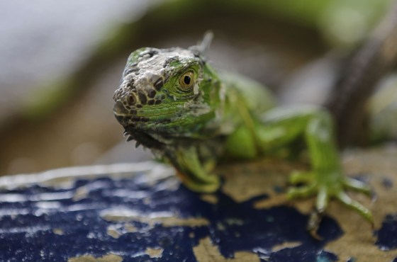 Image: NICARAGUA-DROUGHT-HUNGER-IGUANAS
