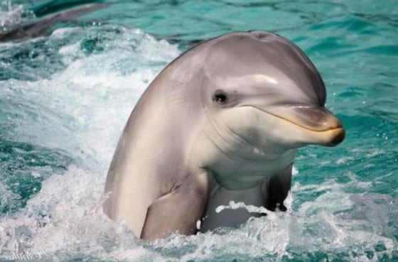 Image: Dolphin