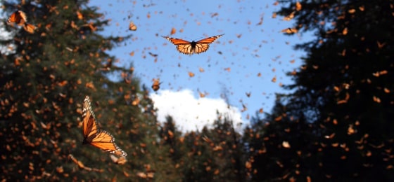 Image: Monarch butterflies