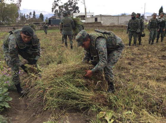 Ecuadorean military personnel pick up poppy plants to be sent for destruction, in Pillaro September 4, 2014. Authorities destroyed more than 36,000 poppy plants in the villages of San Miguel de Chinintahua, San Antonio and Huapante Chico around Pillaro on Thursday, reported local media.