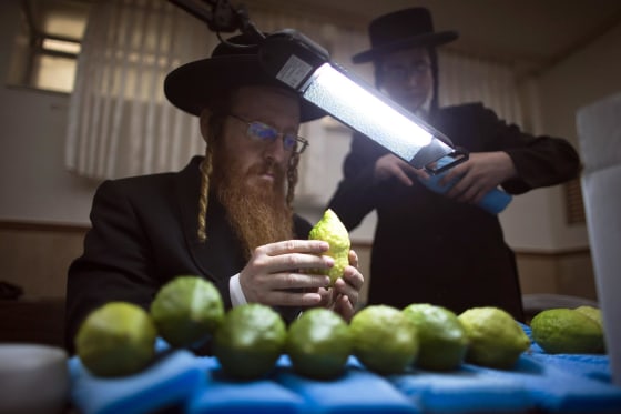 An ultra-Orthodox Jewish man checks etrogs, citrus fruits, for blemishes at a synagogue in Jerusalem's Mea Shearim neighborhood on Oct. 7, 2014.