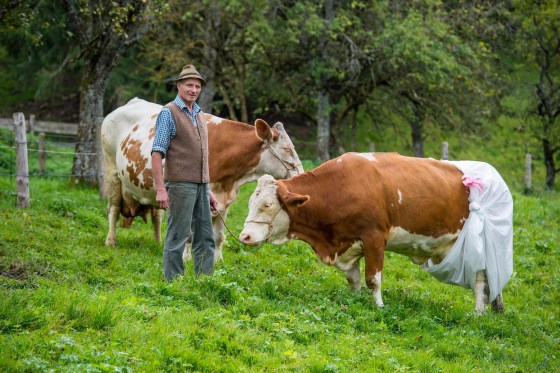German Farmer Puts Cow in Diapers in Protest at Manure Regulations