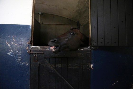 Image: Rio Negro a thoroughbred horse calls for food at his stable at La Rinconada racetrack in Caracas, Venezuela