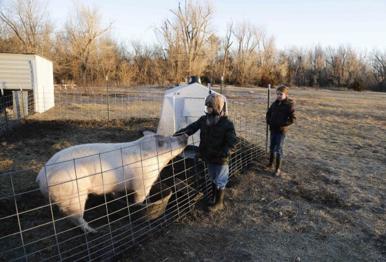 Image: Third grade students Cody Eye and Elizabeth Harder feed the hogs at the Walton Rural Life Center Elementary School, in Walton