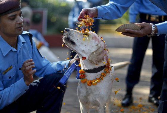 A police officer sprinkles colored powder onto a police dog at Nepal's Central Police Dog Training School as part of the Diwali festival, also known as Tihar Festival, in Kathmandu, Nepal, Oct. 22.
