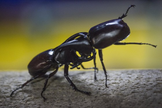 Image: Two Rhinoceros Beetles battle for a female at a fairground in Doi Lo, Thailand