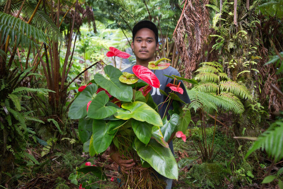 Image: Travis Okamoto collects Anthuriums in Pahoa, Hawaii, to save the plants from the lava flow