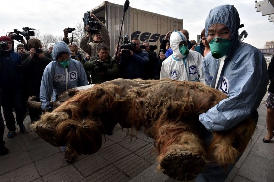 Image: A preserved baby mammoth