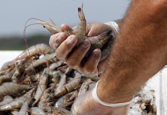 Image: Gulf shrimp