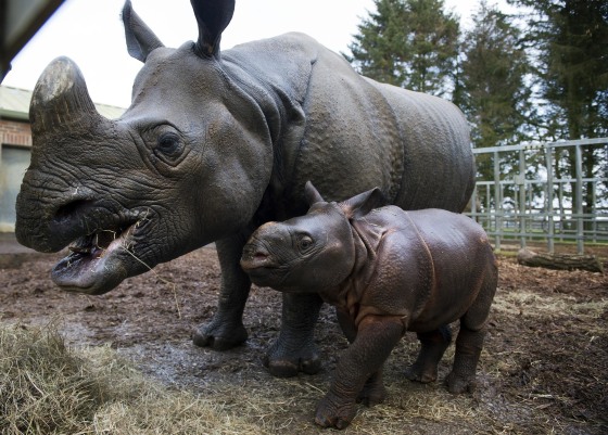 Image: Rhinos at the Whipsnade Zoo in 2013