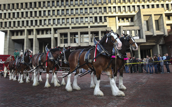 Image: Budweiser Clydesdales