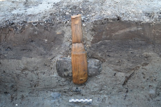 Image: A Stone Age ax, with its wooden handle well-preserved, is embedded in clay on the Danish island of Lolland