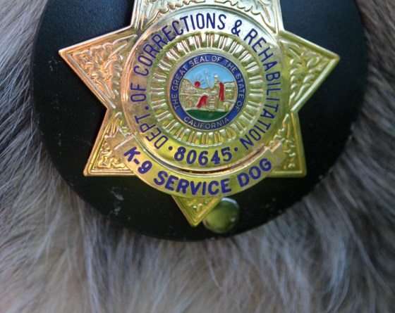 In this photo taken Wednesday, Aug. 18, 2010, the badge of Correctional K-9 , Caesar, a 7-year-old Belgian Malinois, is seen on the dog at a training facility in Galt, Calif. Caesar is one of five dogs specially trained to sniff out cell phones that have been smuggled into California prisons.