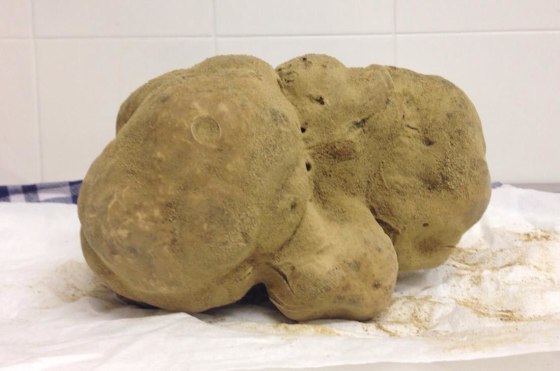 The largest white truffle on record, weighing 4.16 pounds.