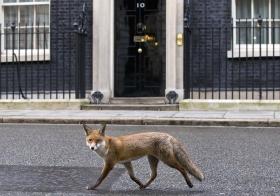 Image: A fox runs past the door of 10 Downing Street on Jan. 13.