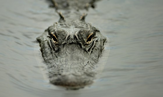 Image: ALLIGATOR