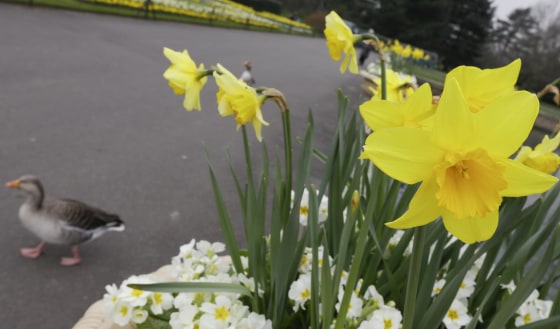 A duck walking past daffodils in bloom