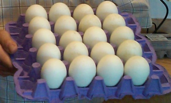 The fresh unfertilized duck eggs rule during the Lunar New Year, leading in sales over the fertilized duck embryos.