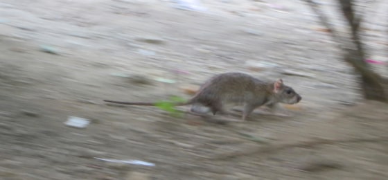 Image: Rat