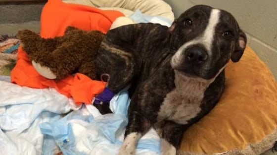 Cabela resting comfortably at a Florida veterinary clinic Thursday.