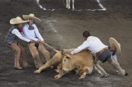 Image: Charros lift bull off trapped leg of a teammate