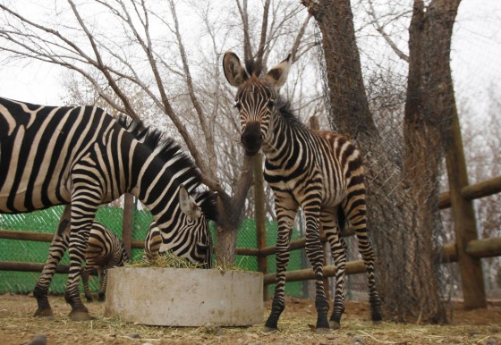 Image: File photo of zebras