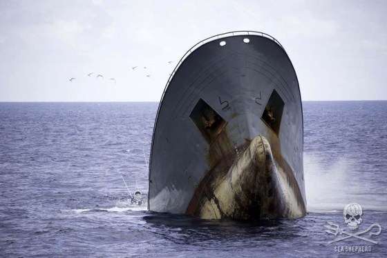 The Thunder, said by Sea Shepherd to be a poaching vessel, sinks, bow-up, on April 6. 