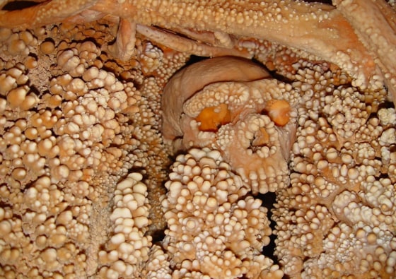 Image: Remains of the so-called Altamura Man, now considered a Neanderthal