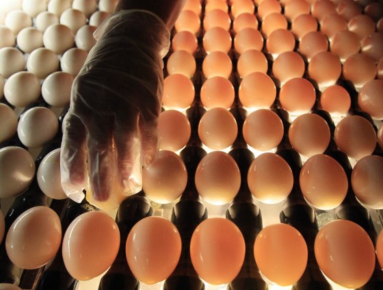 A United States Department of Agriculture inspector checks eggs at Quality Egg of New England ( Robert F. Bukaty / AP file)