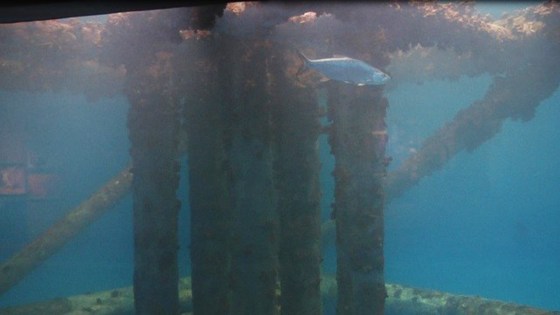 Fish in the Islands of Steel exhibit at Texas State Aquarium were devastated by an adverse reaction to medication. 