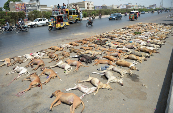 Image: Dog carcasses lined up on the side of the road