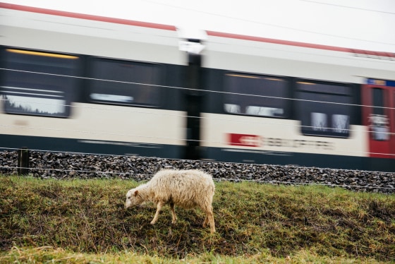 A sheep helps to trim the grass next a railway line in Switzerland.