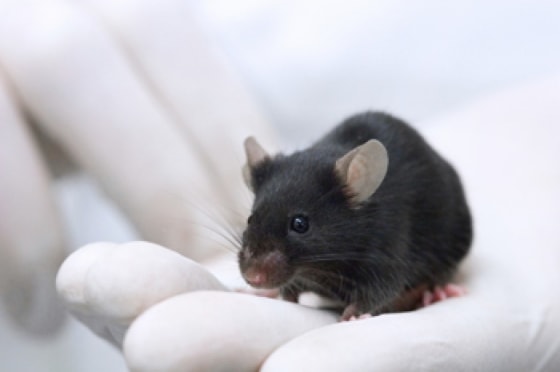Image: Lab mouse
