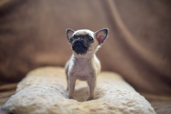 Tiny pugs store