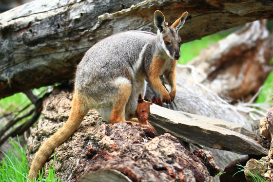 Orphaned Tree Kangaroo Raised By Surrogate Wallaby Mother At Adelaide Zoo