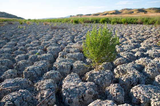 Image: The lakebed of Lake San Antonio is dry as the California drought enters its fourth year.