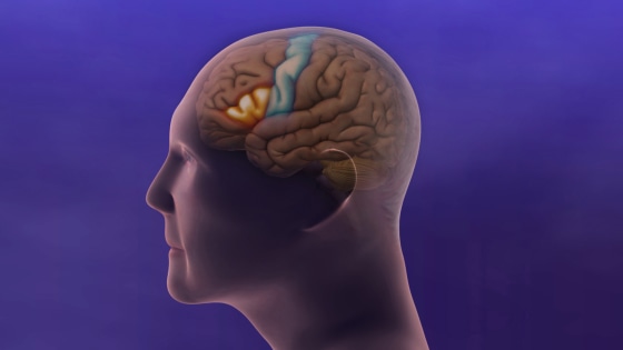 Image: Inside the Brain