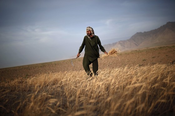 Image: Afghan man harvests wheat on the outskirts of Kabul