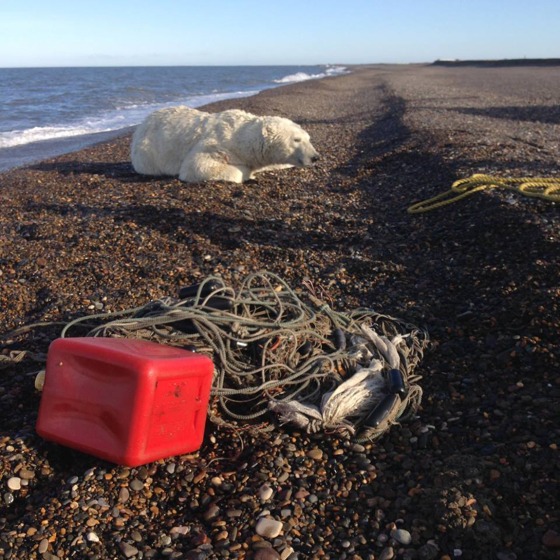 Image: Rescued polar bear