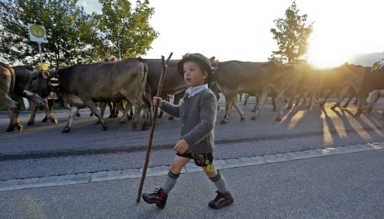 Image: A Bavarian boy escorts cows during the traditional \"Almabtrieb\" in Oberstaufen