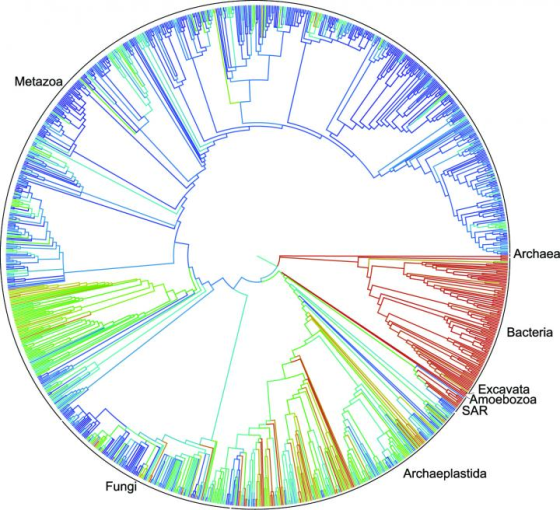 A simplified representation of the combined tree of life - even the smallest nodes may split further into thousands of species. (Humans are somewhere in the 'metazoa' branch making up the top half.)