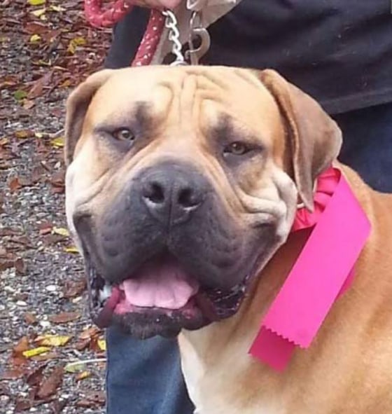 Adoons, a South African Mastiff, who was reported missing, has been located and reunited with his owner.