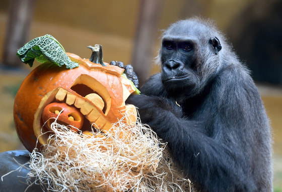Image: Halloween in Hanover Adventure Zoo