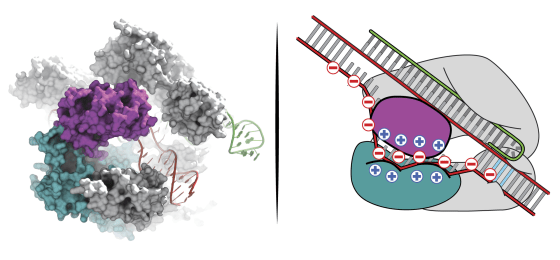 Slaymaker and Gao et al. used structural knowledge of Cas9 to guide engineering of a highly specific genome editing tool.