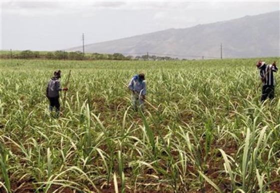 This April 27, 2010 file photo shows workers in a cane field on the Hawaiian Commercial & Sugar plantation in Puunene, Hawaii. Hawaii's last sugar plantation is getting out of the sugar-growing business. Alexander & Baldwin Inc. said Wednesday, Jan. 6, 2016, that it will phase out sugar by the end of 2016. 