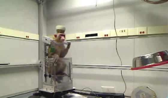 Image: Neuroscientists have developed a brain-machine interface (BMI) that allows primates to use only their thoughts to navigate a robotic wheelchair