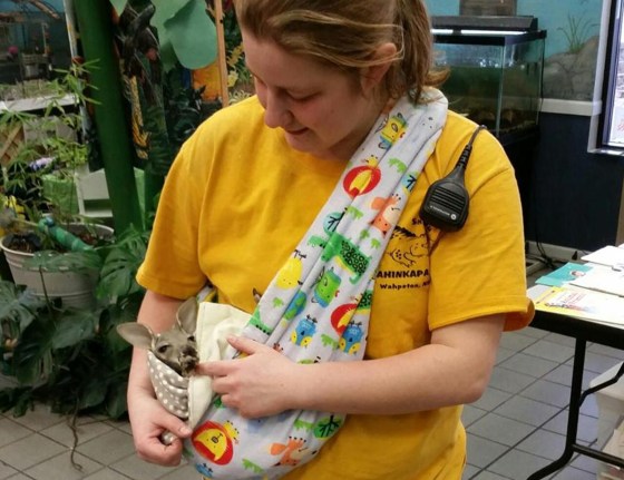 Keeper Amanda Dukart is acting as a mother to orphaned kangaroo Barkley at the Chahinkapa Zoo in Wahpeton, North Dakota.