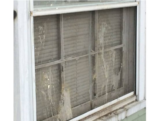 Image: Egged windows