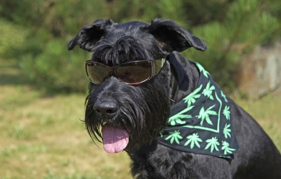 Big Black Schnauzer
