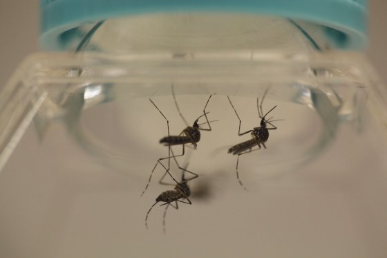 Image: File photo of Aedes aegypti mosquitoes at the Laboratory of Entomology and Ecology of the Dengue Branch of the U.S. Centers for Disease Control and Prevention in San Juan